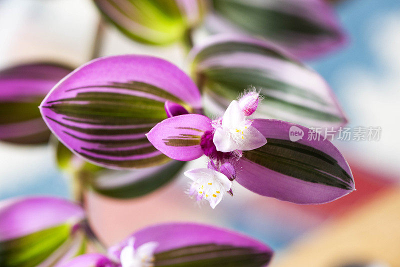 Tradescantia Nanouk室内植物库存照片